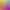 Color Splash: Rodents.